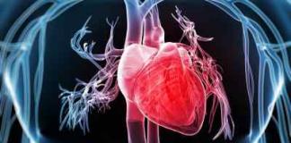 Увеличение левого желудочка сердца Cor с увеличенным левым желудочком
