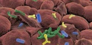 Бактериальные лизаты Фармакологическая группа вещества Лизат бактерий