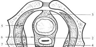 Topographic anatomy ng babaeng pelvis sa pangkalahatan