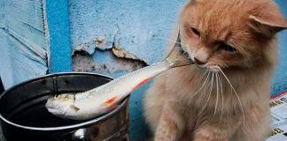 Bakit ang mga pusa ay hindi mahilig sa carp fish