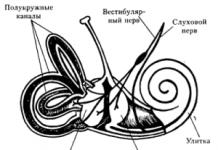 Structura diagramei urechii umane pentru copii