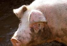 Swine flu sa mga tao - sintomas, paggamot, pag-iwas
