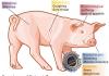 انفلونزا الخنازير (H1N1) دورة انفلونزا h1n1 في المرضى الذين يعانون من مرض السكري