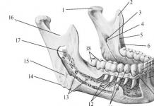 Suprafața exterioară a maxilarului inferior