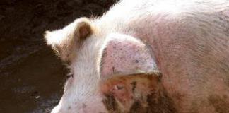 Свински грип при хората - симптоми, лечение, профилактика