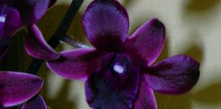 Dendrobium orkide: evdə böyümək